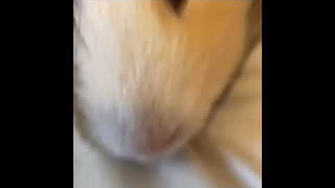 The most random video part 4