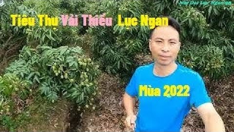 Chung Tay Tiêu Thụ Vải Thiều Lục Ngạn Mùa 2022 I Nui Doi Luc Ngan 98