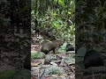 🌿 The Amazon Rainforest Explained: Secrets of Earth’s Largest Jungle! 🌎