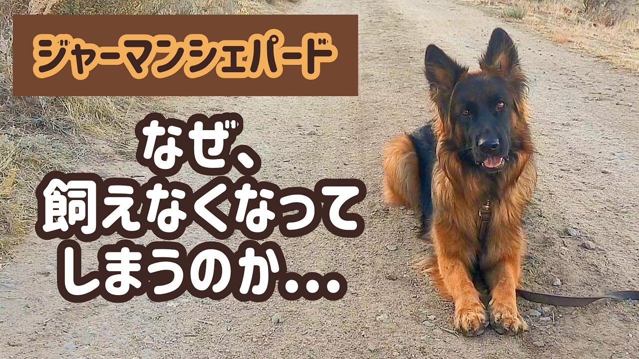 ジャーマンシェパード 飼う前に もう一度よく考えてほしい事 その犬 本当にあなたの生活に合っていますか Youtube