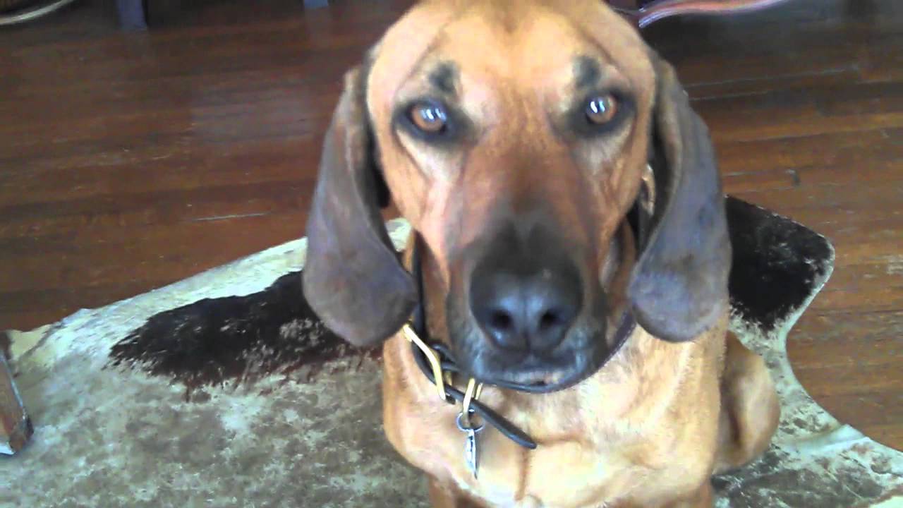 Ultimate Dog Tease Talking Dog Revenge YouTube