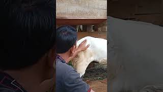 Download Lagu Cara mudah mengetahui kambing hamil MP3