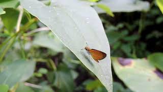 Capital Naturalist: Least Skipper