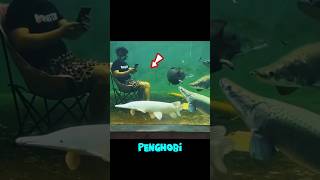 Rela tidur dalam tank demi ikan #shortsfeed #ikan #ikanpredator #fish