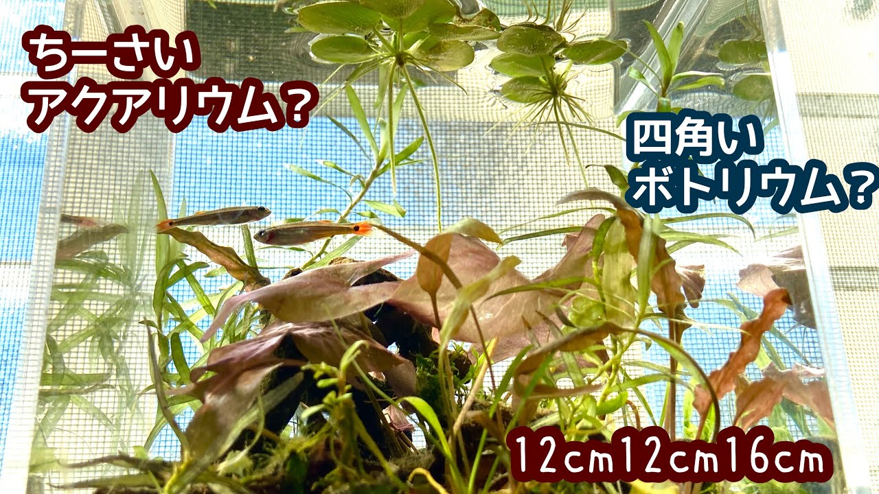 12cmのアクアリウム アクアリウム Aquarium Youtube