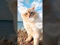 #WhiteCatBySea#OceanCatVibes #CuteCatMoments #CoastalCatShorts#BeachsideCat #FluffyCatViews#Cats#cat
