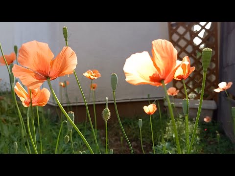 揺れるナガミヒナゲシ 2023 wavering Longhead poppy Éric Alfred