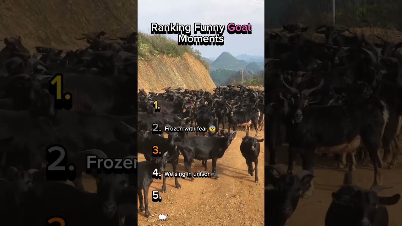 Ranking Funny Goat Moments 😂