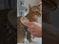 Dusty Abyssinian Cat Gets a Makeover