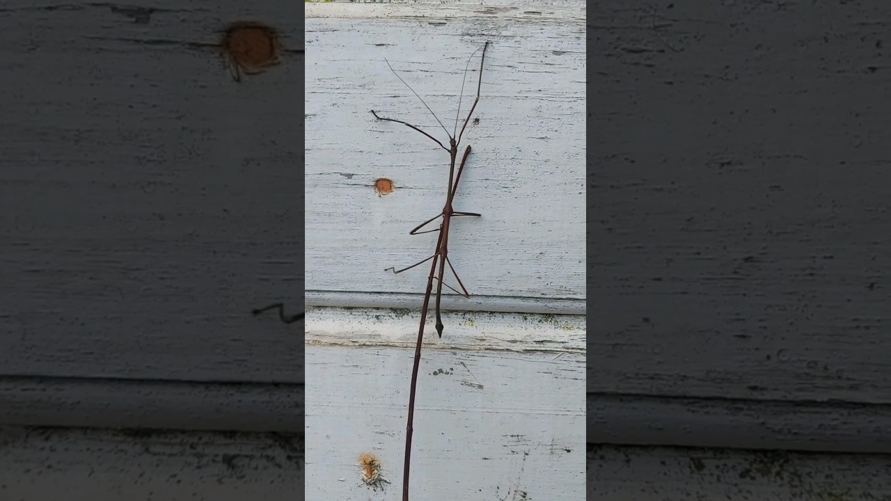stick insect (Phasmatodea) ranting berjalan #stickinsect #animalshorts