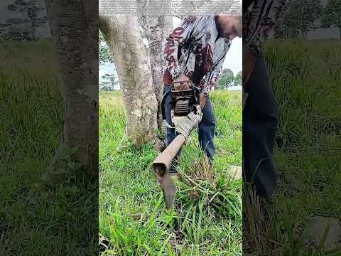 Swinging Steel: Why a Chainsaw Lost Its Chain