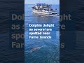 Dolphin delight as several are spotted off the coast in the North East. (Farne Islands)