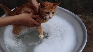 Ginger kitten First Bath | He just don't want to bathe