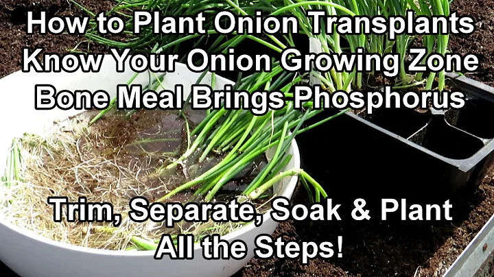 How to Fertilizer & Plant Onion Transplants - All ...