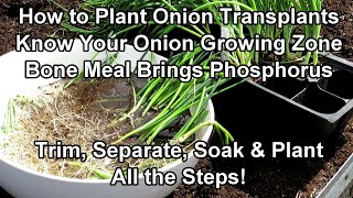 How to Fertilizer & Plant Onion Transplants  All the Steps: Know Your Onion Growing Zone!