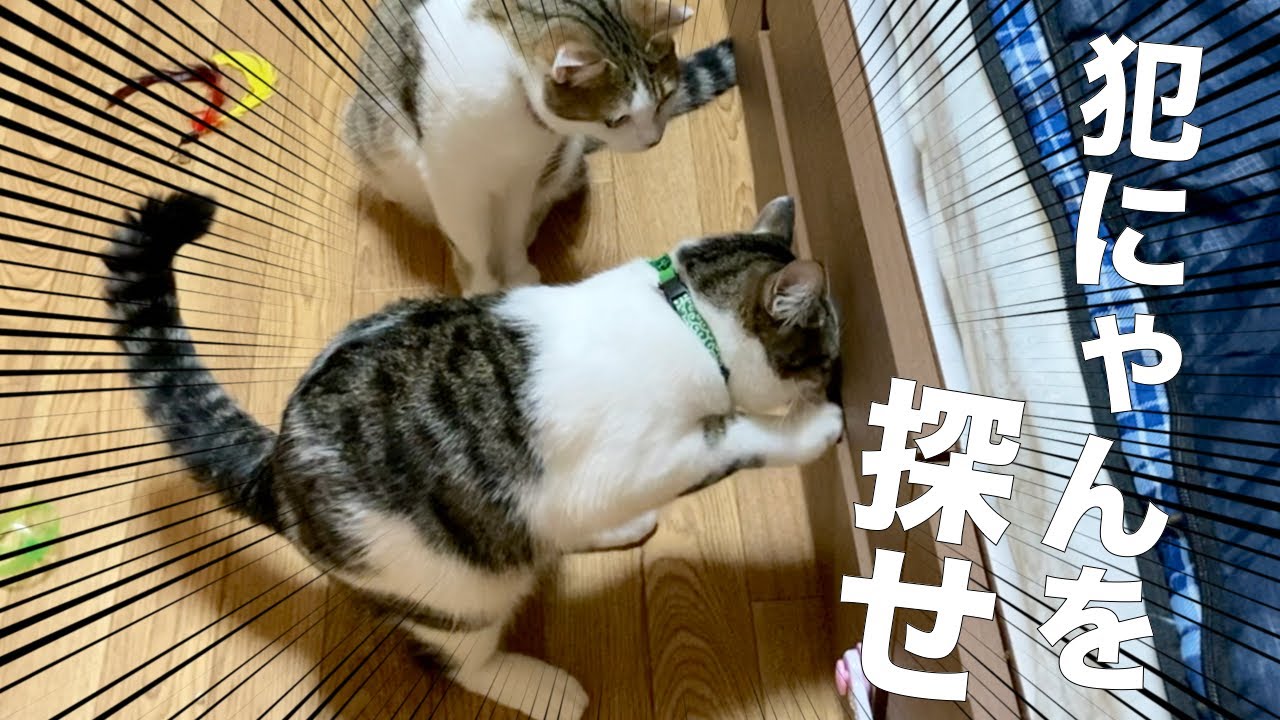 いたずら猫】なかなかしっぽを出さない犯にゃん。 Naughty cat - YouTube