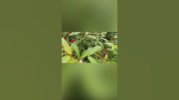 BÀI THUỐC CÂY ĐƠN LÁ ĐỎ THẦN DƯỢC CHỮA BỆNH