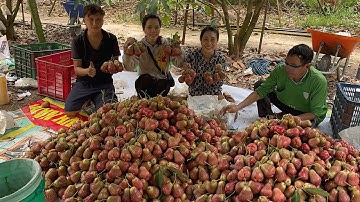 Trải Nghiệm Thu Hoạch vườn Mận Hồng MST trái siêu khủng trên vùng đất Cù Lao Dung