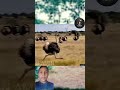 The road to becoming king;the little lion fails to catch the ostriches.#nature​#wildlife​#strength​