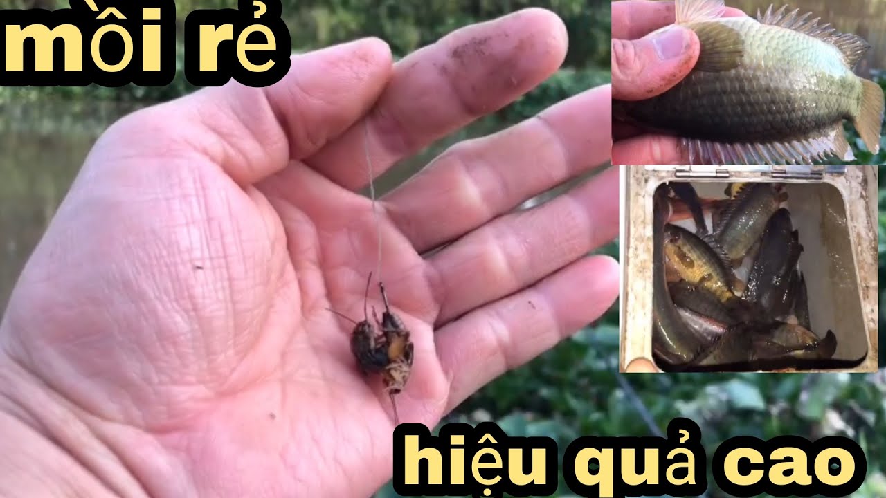 Câu Cá Rô.Sử Dụng Mồi Đơn Giản Mà Dính Toàn Rô Mề/@ninhfishing - YouTube