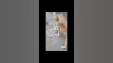 فديته😸🙏🏼 #سورة_إبراهيم #عبدالباسط_عبدالصمد #تلاوة_مرتلة #قرآن_كريم #تلاوة_مجودة #اكسبلور #لايك #ed