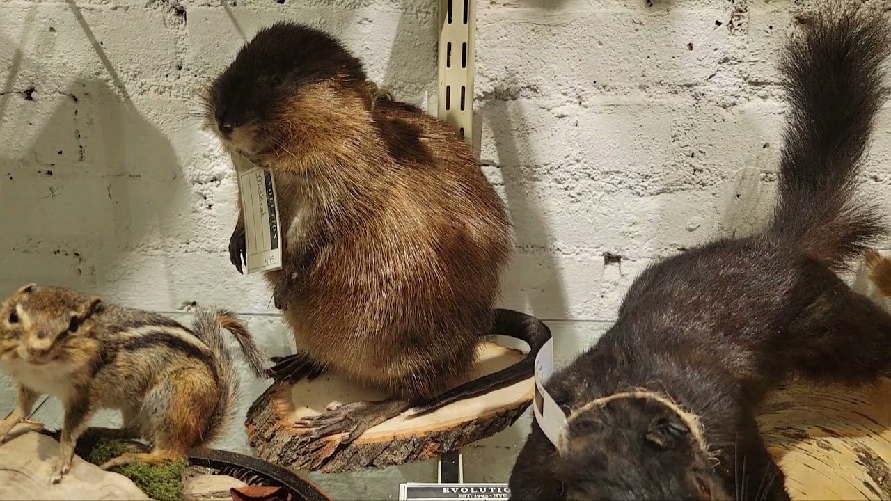 The Evolution Show Ep 35 - Rodents