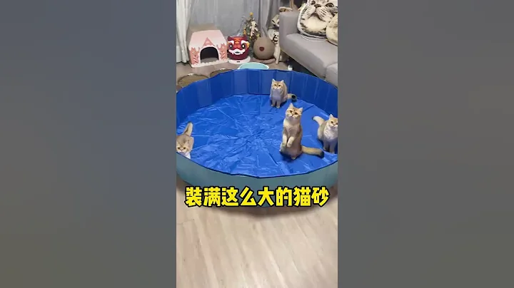 【牛奶是只猫】小老三：终于实现猫砂自由了 #猫咪 #萌宠 #金渐层 - 天天要闻