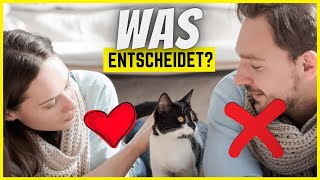 Wie entscheidet eine Katze, WEN sie mag und wen NICHT?