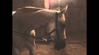 Вассилия плющит ))