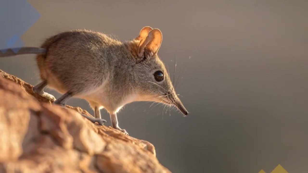 Los 20 Animales Más Pequeños Del Mundo