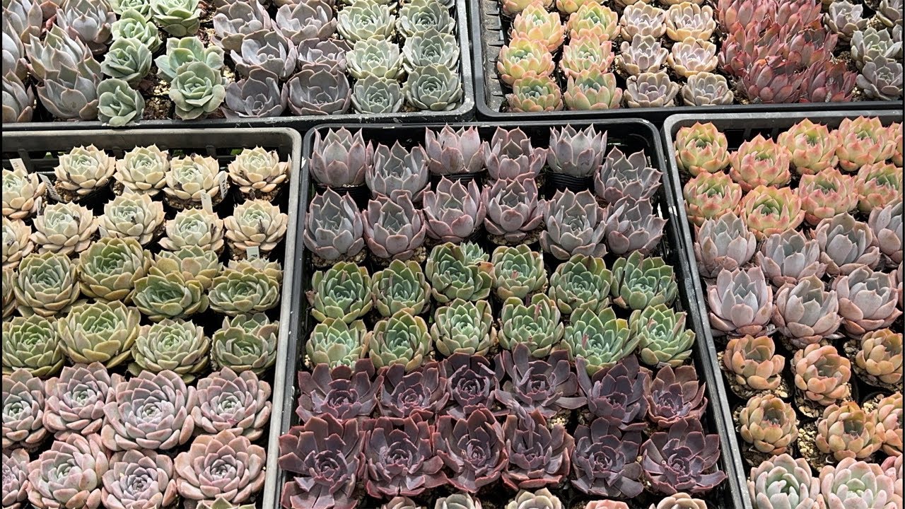 多肉植物】いつもの植え替え雑談 2024.06.07 - YouTube