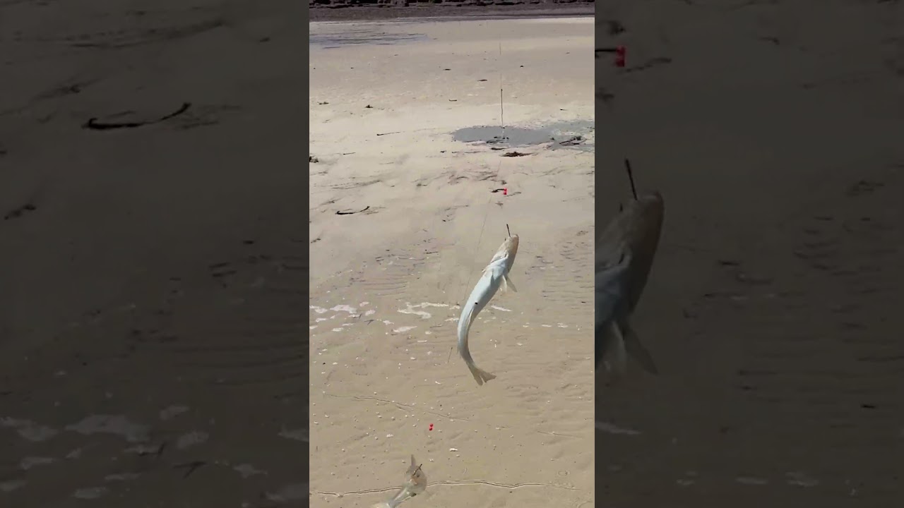 Catching YellowFin Whiting in shallow water 