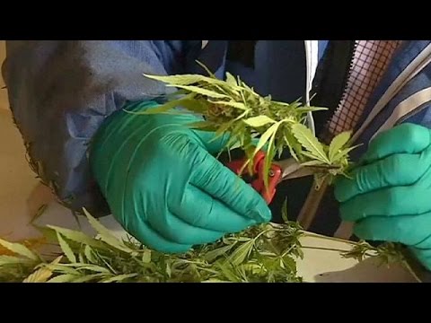 حقل لزراعة الماريخوانا في الشيلي لمعالجة 4 آلاف مريض