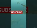 Mashtag Goes Swimming With Sharks! 🦈