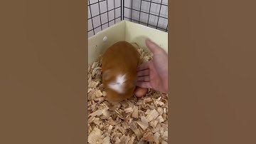 Thumbnail of Can Guinea pigs lay eggs?
