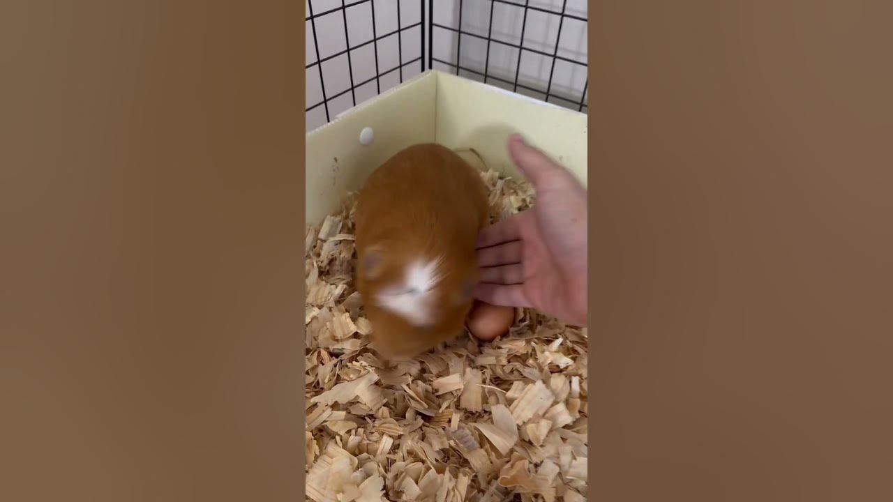 Can Guinea pigs lay eggs? Can Guinea pigs lay eggs?