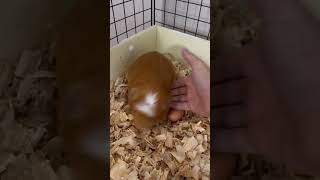 Can Guinea pigs lay eggs? Profile