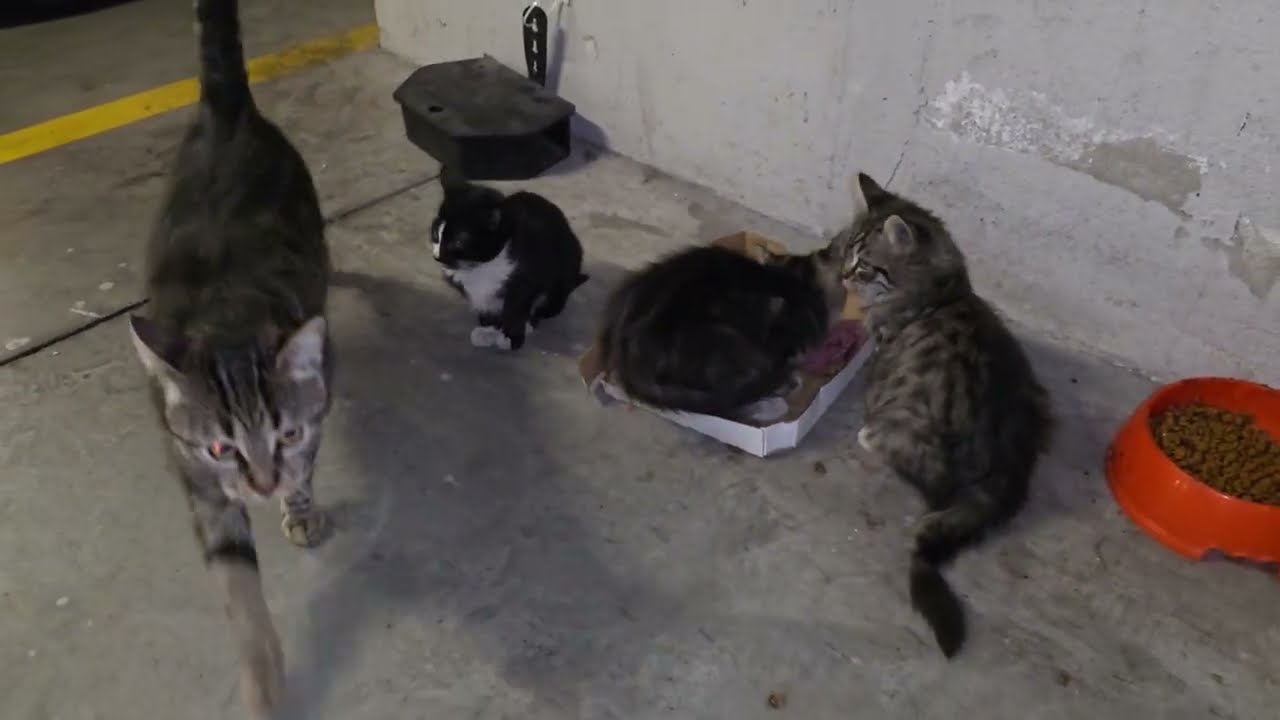 Anne Kedi Ofise Kadar Geldi… Beni Aç Yavruları'nın Yanına Götürdü 🥹 