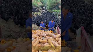 How Large-Scale Farms Use Pumpkins to Boost Poultry Health and Egg Quality