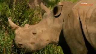 Big Five Marathon Trailer