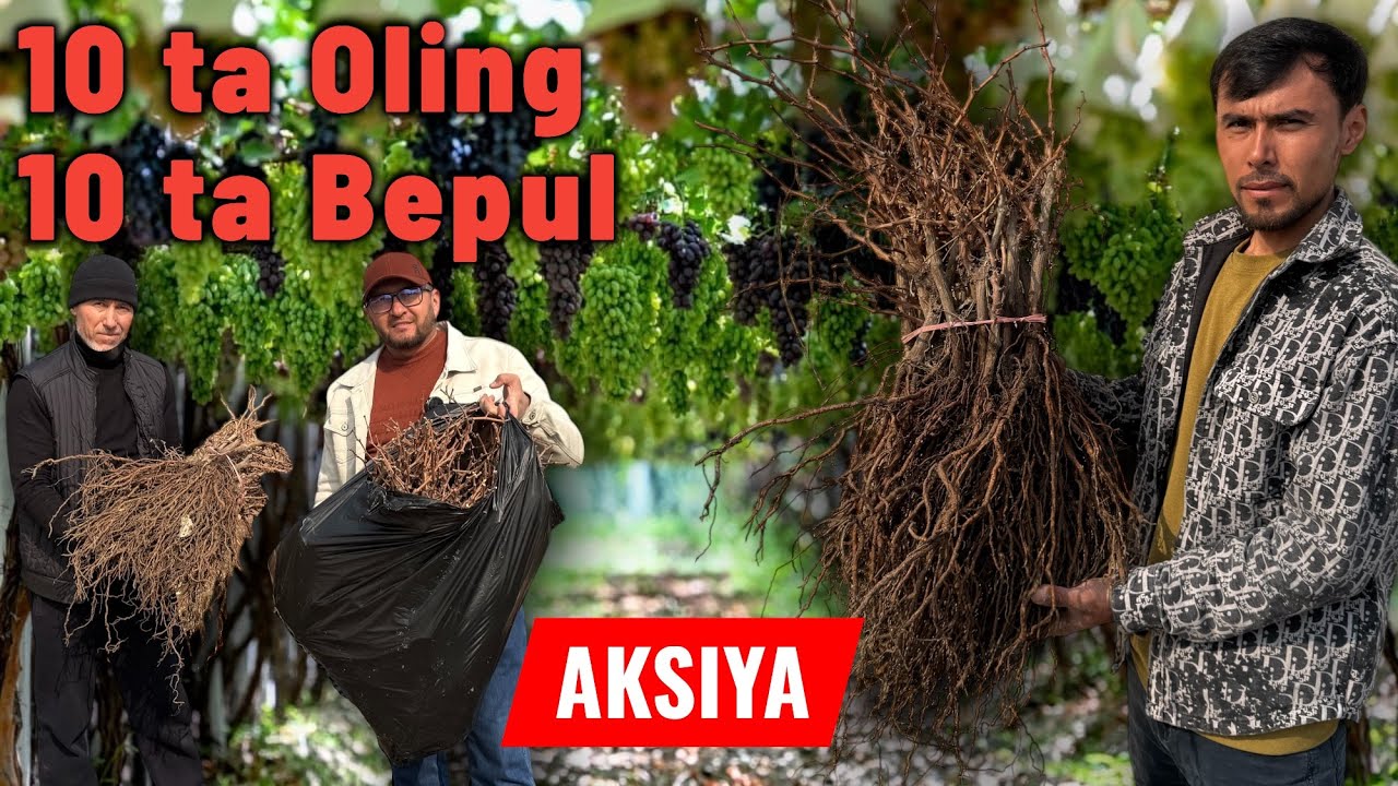 Oltiariqda eng sifatli uzum ko‘chatlari – Mahalliy va 100 dan ortiq Yevropa navlari! 10+10 AKSIYA.