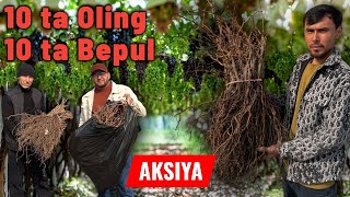 Oltiariqda eng sifatli uzum ko‘chatlari – Mahalliy va 100 dan ortiq Yevropa navlari! 10+10 AKSIYA.