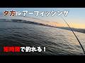 夕方のちょこっとルアーフィッシングは手軽に釣れる!