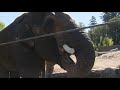 Drew at the Zoo: Asian elephant program