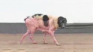 She Roamed streets for years, people ignored her and chased her away for her hideous appearance