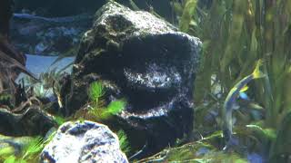 Fat Minnow by Animalia Kingdom 90 views 2 years ago 2 minutes, 31 seconds