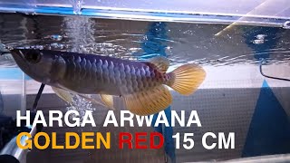 REVIEW HARGA ARWANA GOLDEN RED 15 CM