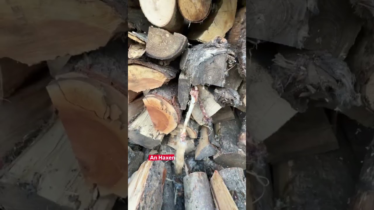Was man beim holzumschichten, alles so findet eine kleine Spurensuche im Holzstoß act spannende