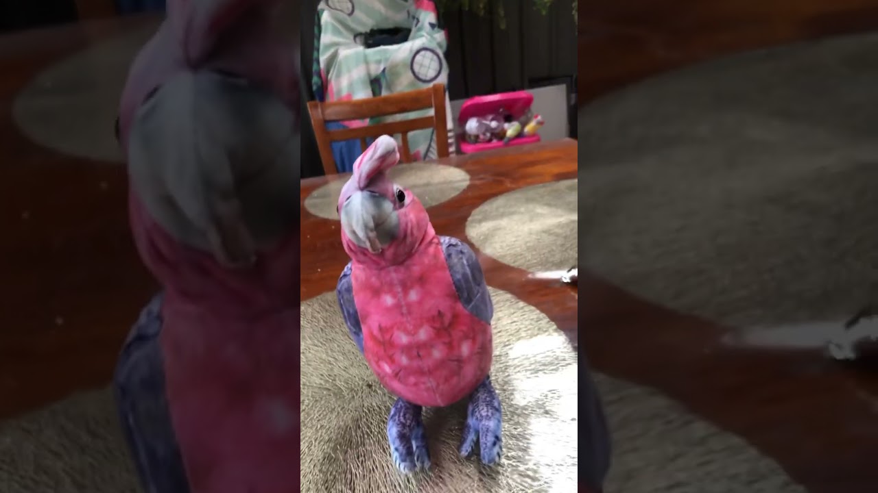 Who could be worse than Galah?