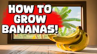 Grow Your Own Bananas!  Everything You Need To Know
